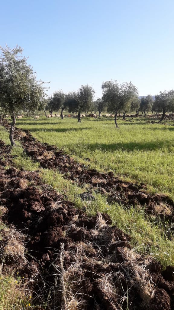 Bi wêne.. Grûpên çekdar pezên xwe li nav zeviyên Efrînê diçêrînin 